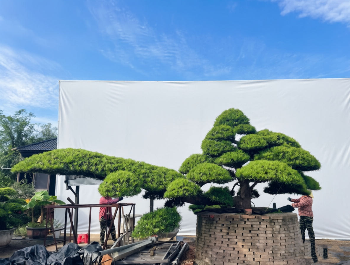 苗圃实拍：水池大斜飘罗汉松，舒展的枝叶和层次分明的树冠