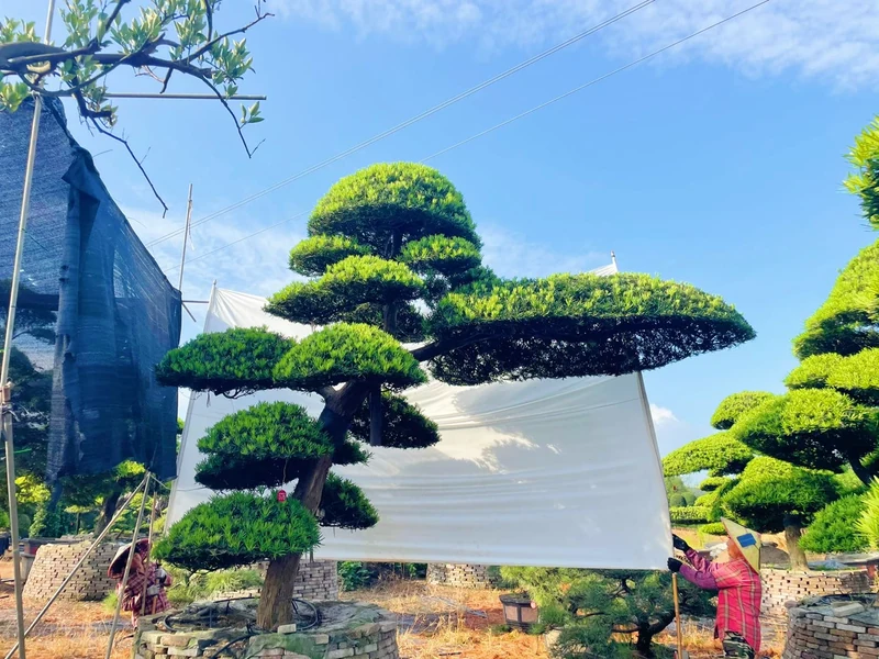 进口斜飘罗汉松