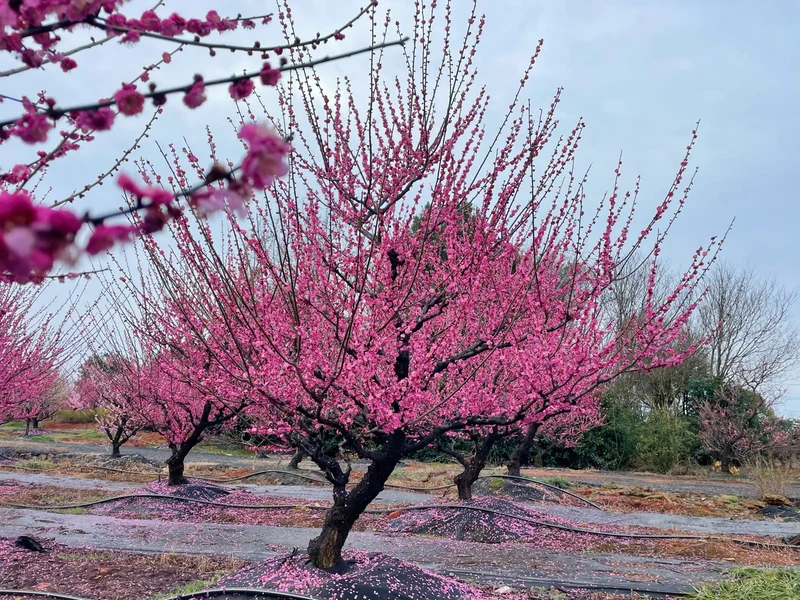 苗圃里的造型梅花